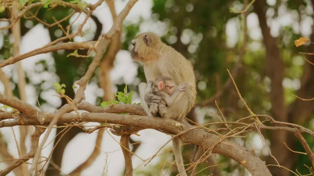 A protective female vervet monkey sits on a thick wooden branch within a lush green canopy while cradling her small infant closely to her chest during a calm moment in the african wilderness.