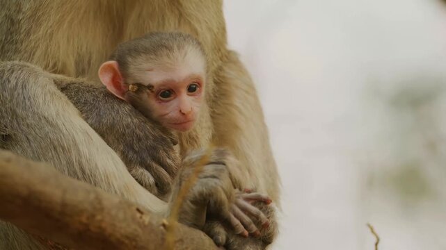 A protective female vervet monkey sits on a thick wooden branch within a lush green canopy while cradling her small infant closely to her chest during a calm moment in the african wilderness.