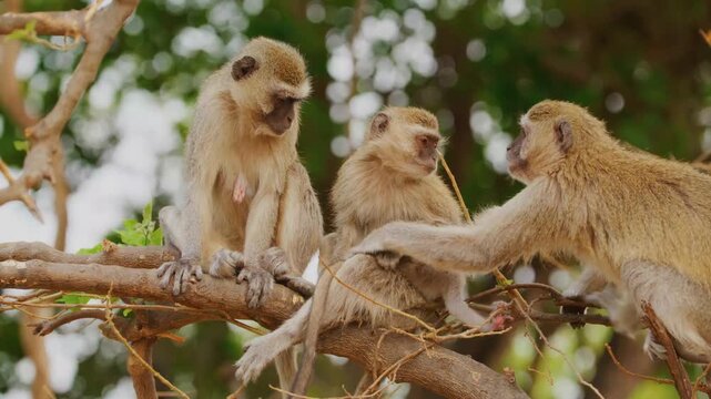 A family group of vervet monkeys huddles together on a branch while the mother holds her tiny nursing infant and another monkey grooms the baby in a display of social bonding and care.
