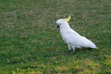Greater sulphur-crested cockatoo Cacatua galerita galerita. Katoomba. New South Wales. Australia. © Víctor