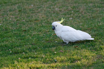 Greater sulphur-crested cockatoo Cacatua galerita galerita. Katoomba. New South Wales. Australia. © Víctor