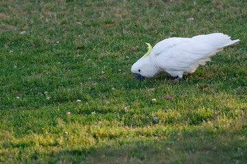 Greater sulphur-crested cockatoo Cacatua galerita galerita feeding in a meadow. Katoomba. New South Wales. Australia. © Víctor