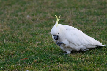 Greater sulphur-crested cockatoo Cacatua galerita galerita feeding in a meadow. Katoomba. New South Wales. Australia. © Víctor