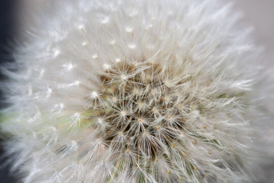 Macrophotographie d'un pissenlit en graines, d&eacute;tail de la structure duveteuse.