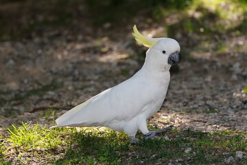 Greater sulphur-crested cockatoo Cacatua galerita galerita. Katoomba. New South Wales. Australia. © Víctor