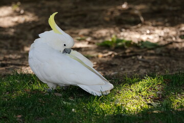 Greater sulphur-crested cockatoo Cacatua galerita galerita preening. Katoomba. New South Wales. Australia. © Víctor