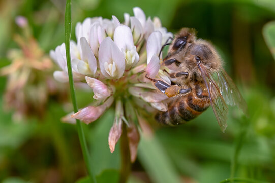 Bee on a trifolium flower