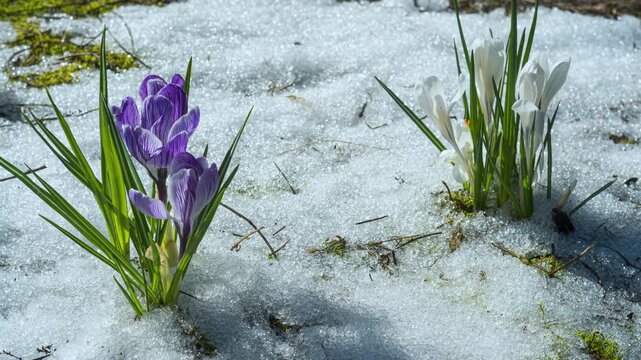 A time lapse of melting snow revealing early spring plants, crocus flowers blooming through the melting snow in early spring, purple and white flowers against a backdrop of green grass and moss