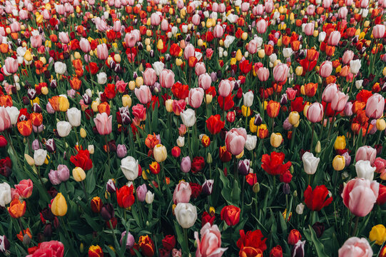 Colorful mix tulips in spring bloom. Field of multicolored tulips in full bloom, bright spring atmosphere. Vibrant floral background