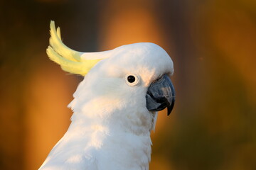 Greater sulphur-crested cockatoo Cacatua galerita galerita. Katoomba. New South Wales. Australia. © Víctor
