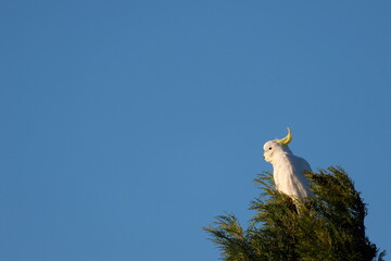 Greater sulphur-crested cockatoo Cacatua galerita galerita. Katoomba. Blue Mountains National Park. New South Wales. Australia. © Víctor