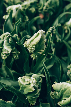 Close up of blooming flowerbeds of blossoming green tulips during spring. Public flower garden, Netherlands.