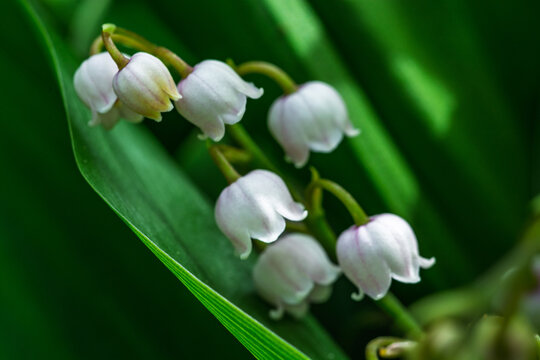 Brin de muguet en fleurs avec clochettes blanches au printemps.