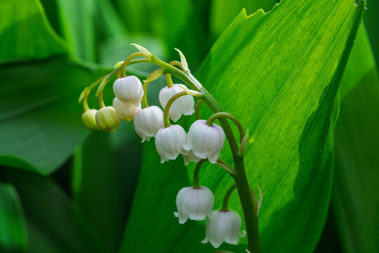 Brin de muguet en fleurs avec clochettes blanches au printemps.