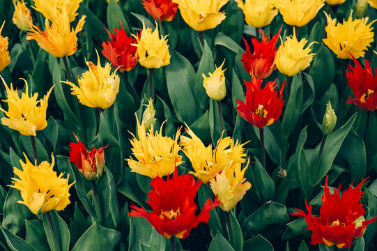 Close up of blooming flowerbeds of blossoming yellow and red tulips during spring. Public flower garden, Netherlands.