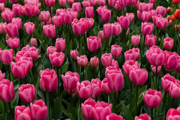 Fototapeta premium Close up of blooming flowerbeds of blossoming pink tulips during spring. Public flower garden, Netherlands.