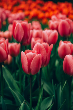 Close up of blooming flowerbeds of blossoming pink tulips during spring. Public flower garden, Netherlands.