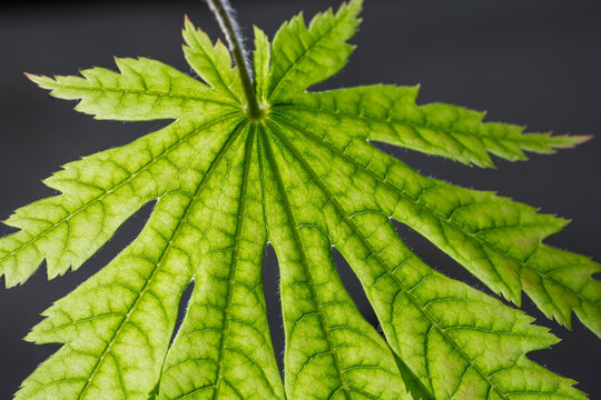 Esth&eacute;tique Zen : Structure et Nervures d'une Feuille d'&Eacute;rable en &Eacute;ventail