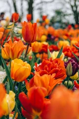 Colorful mix tulips in spring bloom. Field of multicolored tulips in full bloom, bright spring atmosphere. Vibrant floral background © manuta