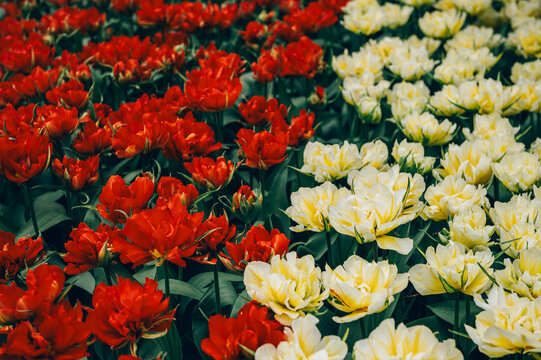Close up of blooming flowerbeds of blossoming red and white tulips during spring. Public flower garden, Netherlands.