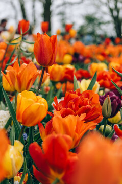 Colorful mix tulips in spring bloom. Field of multicolored tulips in full bloom, bright spring atmosphere. Vibrant floral background