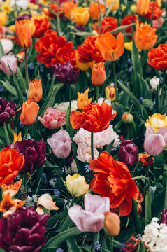 Colorful mix tulips in spring bloom. Field of multicolored tulips in full bloom, bright spring atmosphere. Vibrant floral background