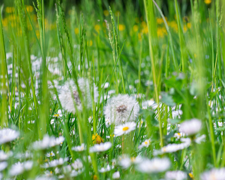 Aigrettes de pissenlits et p&acirc;querettes dans une prairie printani&egrave;re verdoyante.