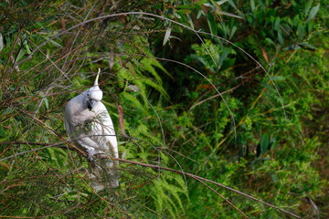 Greater sulphur-crested cockatoo Cacatua galerita galerita feeding. Blue Mountains National Park. New South Wales. Australia. © Víctor