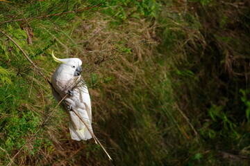 Greater sulphur-crested cockatoo Cacatua galerita galerita feeding. Blue Mountains National Park. New South Wales. Australia. © Víctor