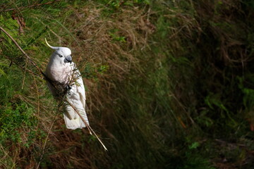 Greater sulphur-crested cockatoo Cacatua galerita galerita feeding. Blue Mountains National Park. New South Wales. Australia. © Víctor