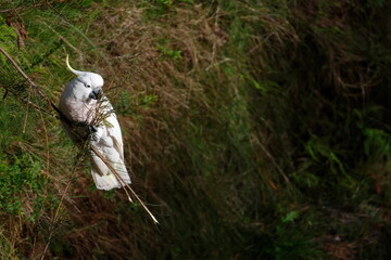 Greater sulphur-crested cockatoo Cacatua galerita galerita feeding. Blue Mountains National Park. New South Wales. Australia. © Víctor