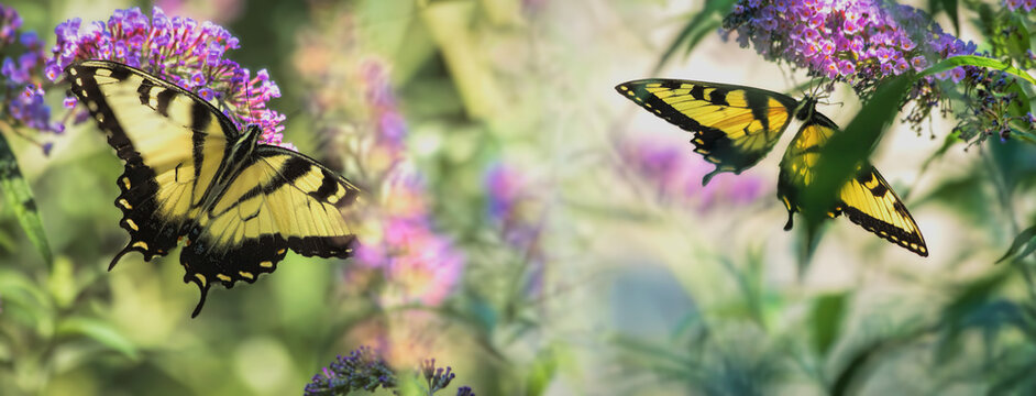 Swallowtails on Butterfly Bush