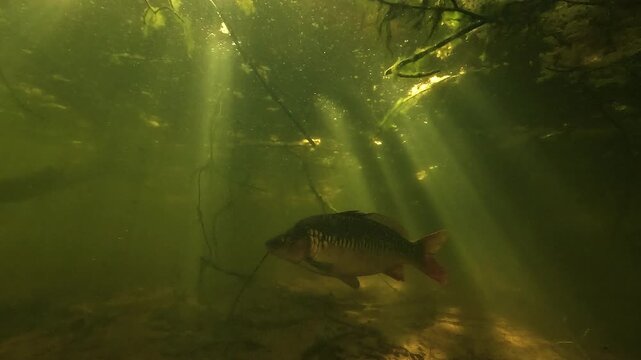 Underwater view of a mirror carp Cyprinus carpio swimming from right to left in deep lake water, with sun rays passing through the surface in natural freshwater habitat