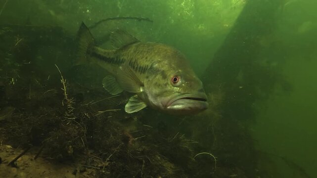 Underwater view of a male largemouth bass Micropterus salmoides advancing head on toward a predator near its fry, forcing it back and stirring sediment from the bottom in shallow lakeshore habitat