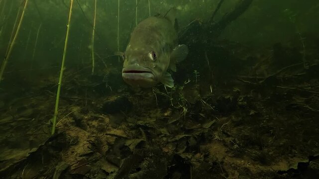 Underwater view of a worried largemouth bass Micropterus salmoides crossing its nest and shaking its head toward an intruder threatening its fry in shallow lakeshore habitat.