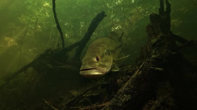 Underwater view of a largemouth bass Micropterus salmoides nesting inside a submerged tree stump, then moving face camera for a close up that reveals its shiny body in shallow lakeshore habitat.