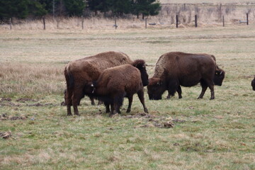 Fototapeta premium Grazing Bison Herd in Open Grassland Wildlife Scene