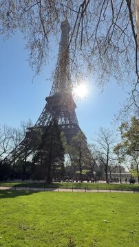 Focus on tree trunk surface with Eiffel and sunlight details