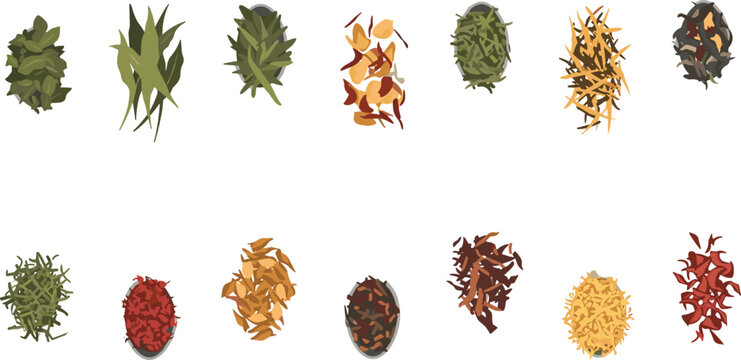 Assorted dried herbs and spices collection vector set with colorful organic seasonings isolated on white background for culinary branding and packaging design