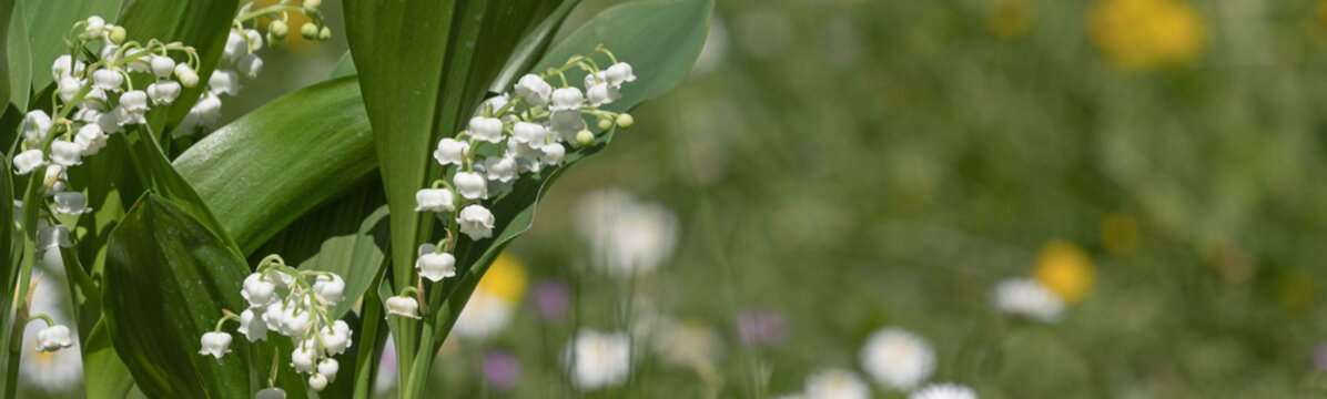 Brins de muguet avec feuilles