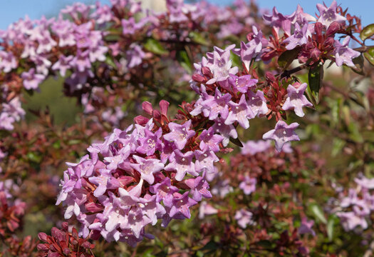 Abelia grandiflora 'Edward Goucher' aux fleurs roses	