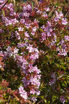 Abelia grandiflora 'Edward Goucher' aux fleurs roses	