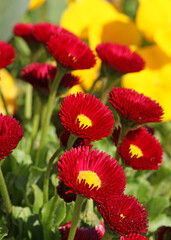 Pâquerettes Bellis perennis rouges  © hcast