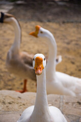 Close-up of curious white goose with blurry background © Kurulo