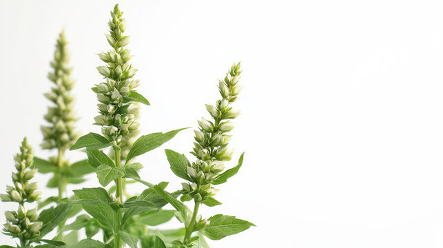 Three spires of blooming agastache flowers with green leaves stand against a white background, presenting a clean and delicate botanical composition.