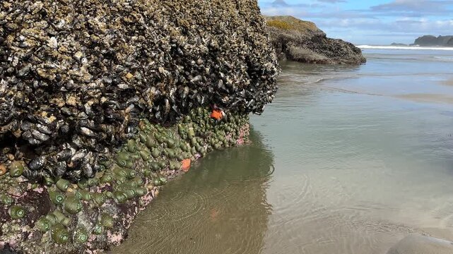 Tide pool at Face Rock Beach in Bandon, Oregon, during a minus tide.