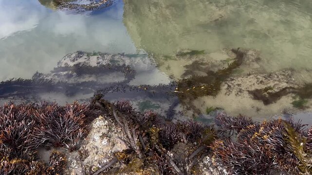 Tide pool at Face Rock Beach in Bandon, Oregon, during a minus tide.