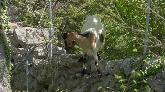 Croatian spotted goat climbing on a stone fence in Dalmatinska Zagora near Kastela, Croatia
