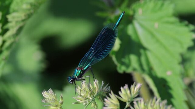 Blue-winged Demoiselle on a green leaf in the sunshine, blue dragonfly on a green leaf, demoiselle enjoying the warm sunbeams and then flies away,  Calopteryx virgo