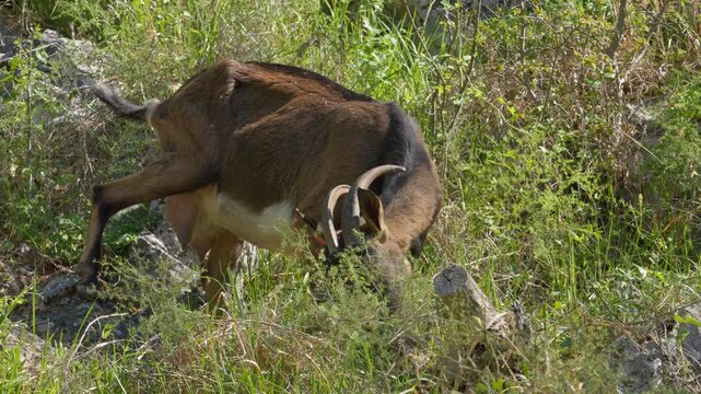 Croatian spotted goat grazing leaves from a bush in Dalmatinska Zagora near Kastela, Croatia